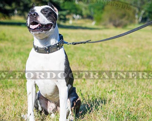 Pitbull Terrier Halsband aus Leder mit Nickel Pyramiden