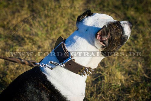 Gepolstertes Pitbull Terrier Hundehalsband aus Leder