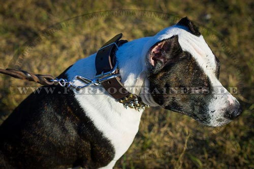 Breites Pitbull Terrier Halsband aus Leder