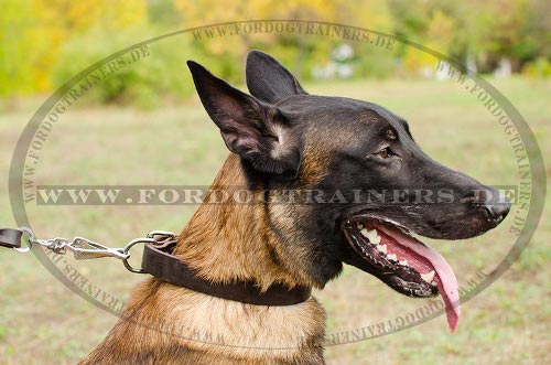low cost dog collar for Malinois of leather
