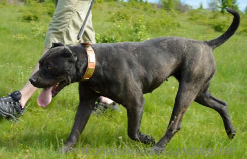 luxus Hundehalsband für Bandogge aus Leder