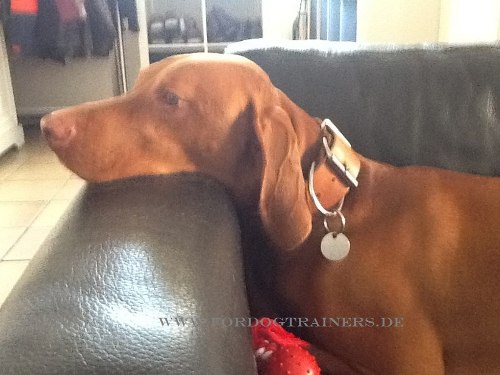 Rhodesian Ridgeback dog collar buy