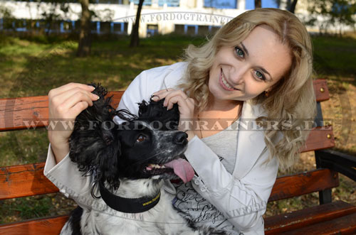 Spaniel Nylonhalsband, handgefertigt und bequem