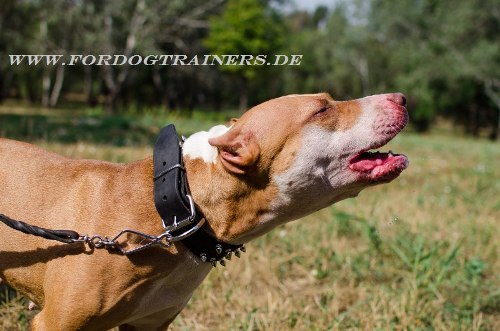 Pitbull Leder Halsband genietet