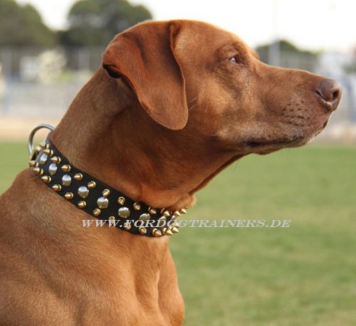 Rhodesian Ridgeback Nieten Hunde
Halsband