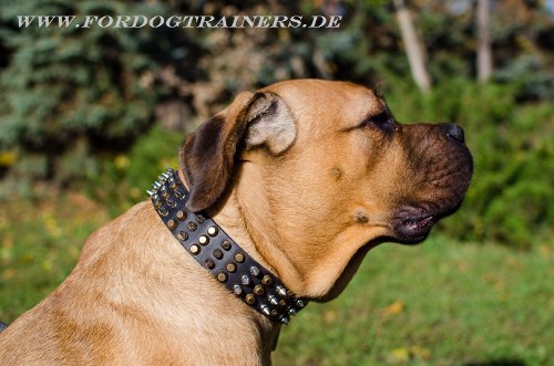 Gepolstertes Cane Corso Halsband aus Leder