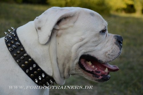 Amerikanische Bulldogge Hundehalsband Leder hochwertig