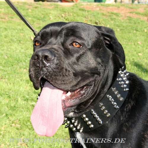 Cane Corso Hundehalsband aus Leder kaufen