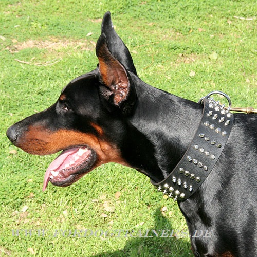 Hundehalsband aus Leder für Dobermann kaufen