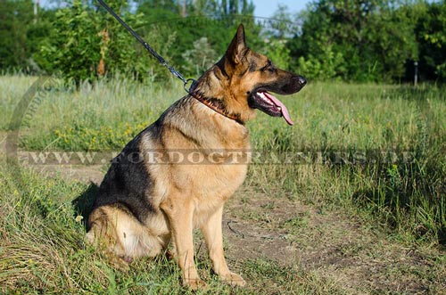 Bemaltes Halsband für Schäferhund 