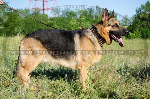 Nieten Halsband mit Messingspikes für Deutschen Schäferhund