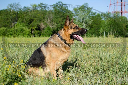 Halsband aus Nylon für Deutschen Schäferhund