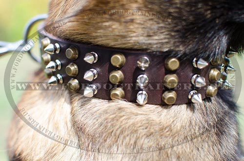 Wide studded dog collar