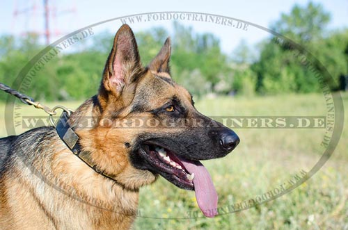 Schäferhund Hundehalsband
Leder breit mit Zier-Pyramiden & Messing-Platten