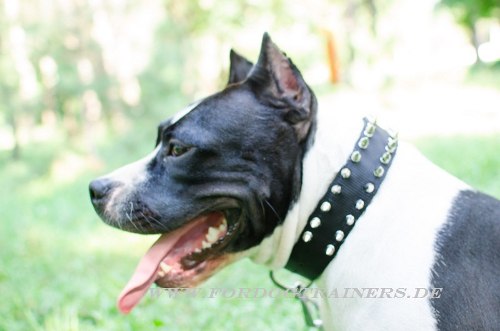 Amstaff Nylon Halsband
hochwertig