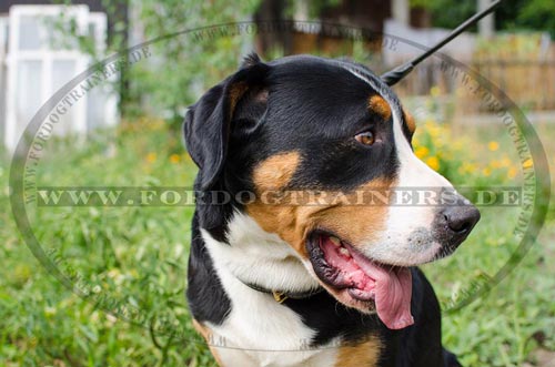 Sennenhund Halsband aus Leder