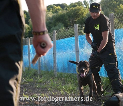 Bandog Hundehalsband aus Nylon kaufen