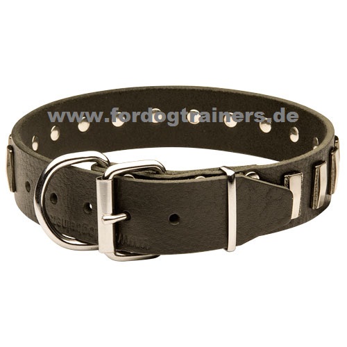 Halsband für Schweizer Sennenhund