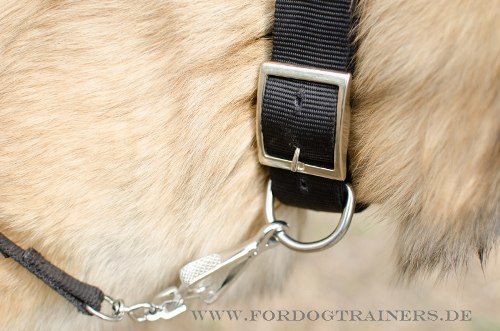 Nylon Hundehalsband für Tervueren