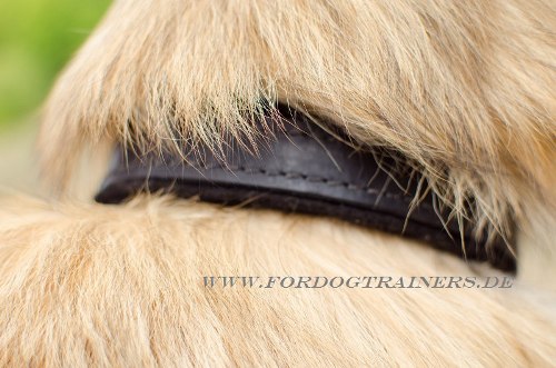 Tervueren Leder Hundehalsband