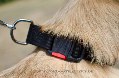 Nylon-Halsband mit Klickverschluss für Hunde