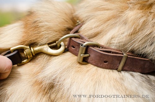 Tervueren Hundehalsband