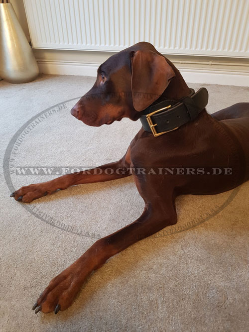 Dobermann Halsband aus Echtleder online kaufen