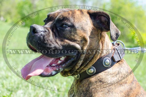 Breites Halsband für Deutscher Boxer