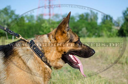 Leather dog collar with padding for
German Shepherd Dog