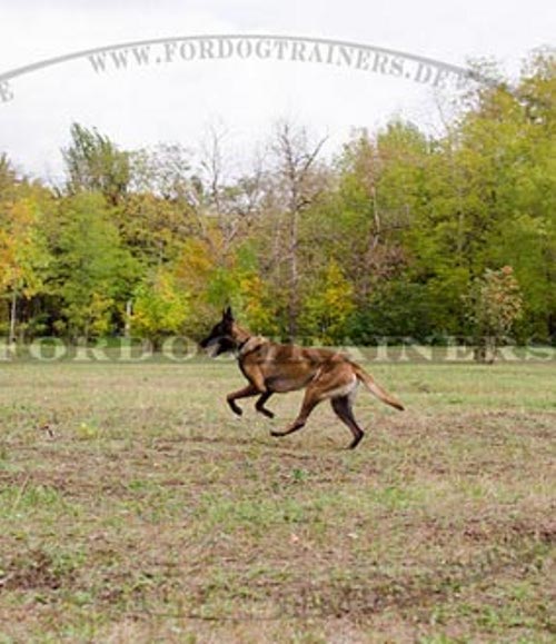 Malinois Hundehalsband verstellbar