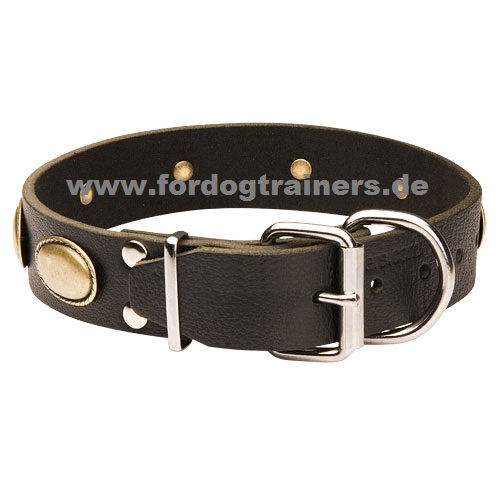 dog collar for Labrador vintage