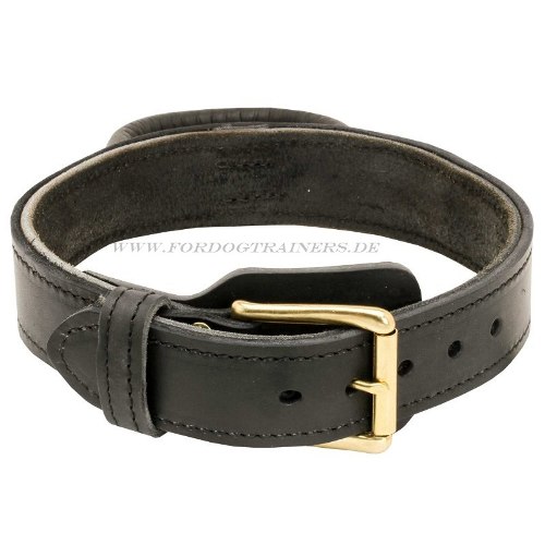 American Bulldog leather collar for trainigs