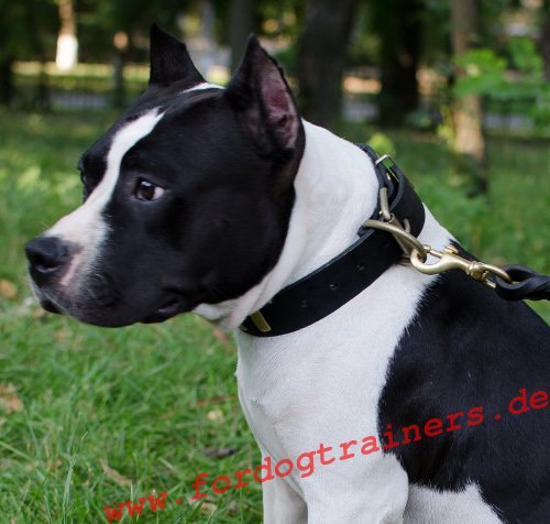 Hundehalsband Leder mit goldem Schmuck für Amstaffe