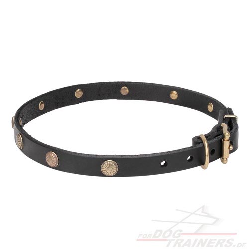 studded collar for dogs education