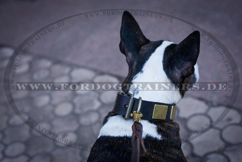 Nieten Hundehasband für Deutschen
Bullterrier