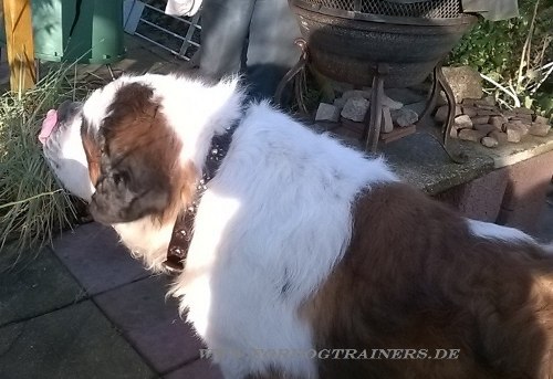 Bernhardiner Hundehalsband mit Blumen