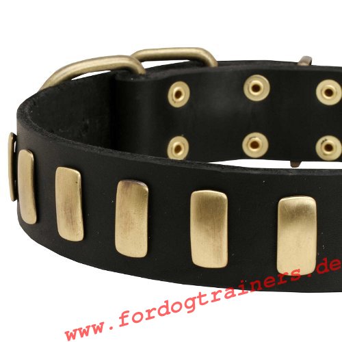 Hundehalsband Leder mit goldem Schmuck für Amstaffe