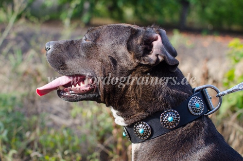 Cane Corso Halsband Leder Verziert