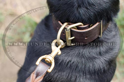 genietetes Halsband aus Leder fuer Sennenhund