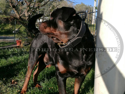 Hundehalsband Leder am Rottweiler