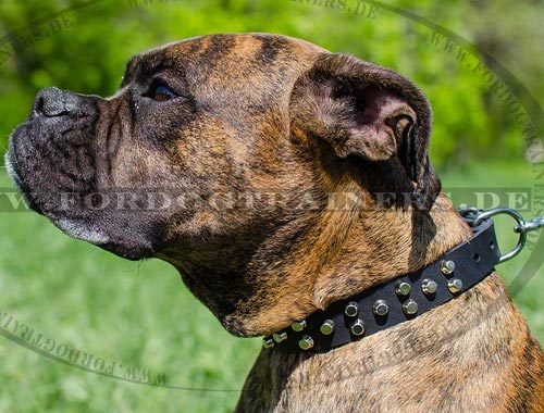 Boxer Halsband aus Leder