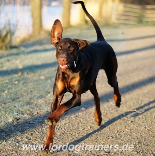 padded leather collar for Doberman