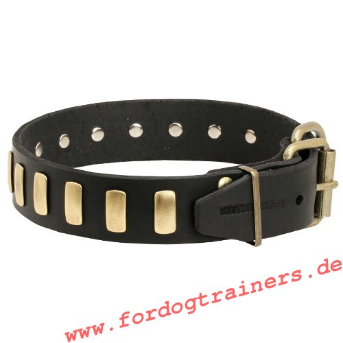 leather dog collar for American Staffordshire Terrier