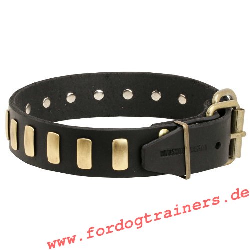 Hundehalsband Leder mit goldem Schmuck für Amstaffe