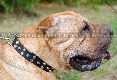 Sharpei Halsband aus Leder