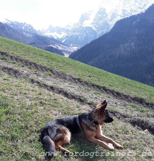 Hundehalsband in 2 Lagen