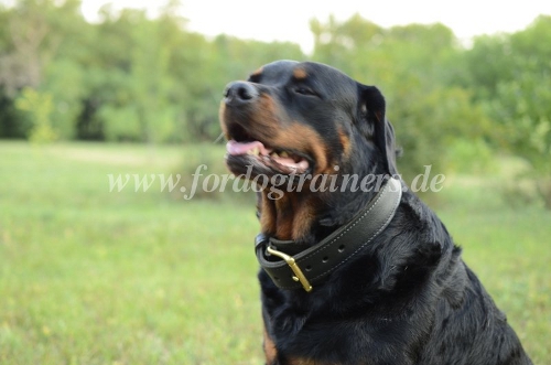 Collar for Rottweiler with leather Handle