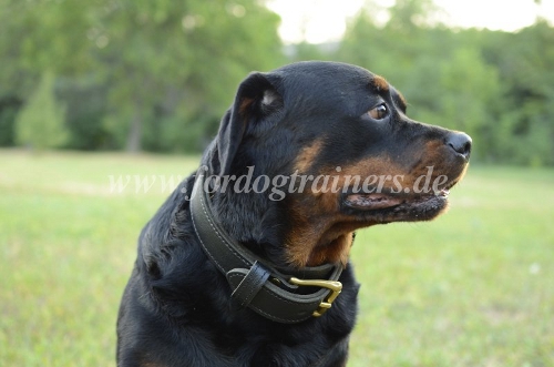 Rottweiler Halsband aus Leder