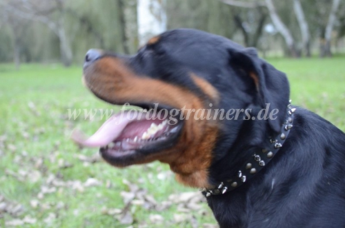 Rottweiler Halsband aus Leder münchen