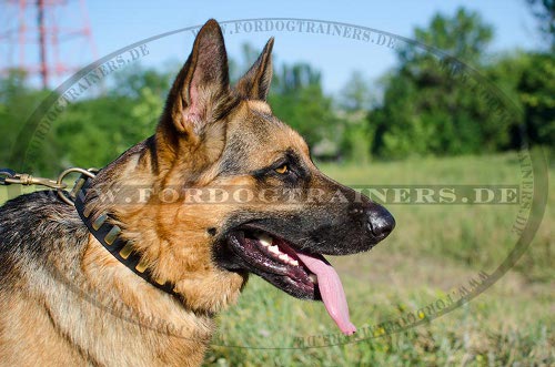 Hundehalsband Leder mit goldem Schmuck für Schäferhunde